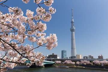 Sticker - 隅田公園の桜並木とスカイツリー