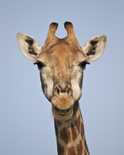 Cape Giraffe (Giraffa Camelopardalis Giraffa), Kruger National Park 