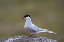 Arctic Tern (Sterna Paradisaea), Iceland