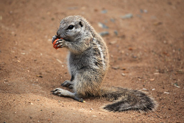 Poster - Cape ground squirrel (Xerus inauris).