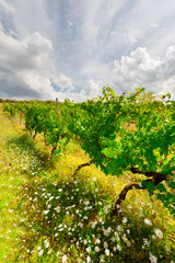 Canvas Print - Vineyard