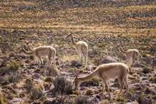 Vicuna (Vicugna Vicugna) Camelids Grazing On Desert Vegetation, Atamaca Desert, Chile