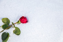 Red Rose On Snow Background