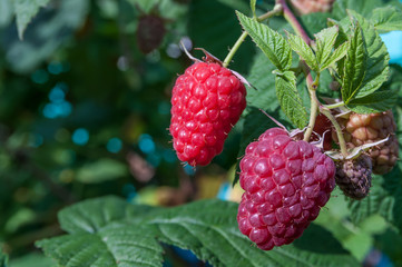 garden raspberries on a branch