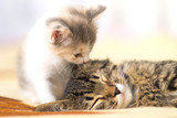 Fototapeta Koty - kitten  licks leeping cat
