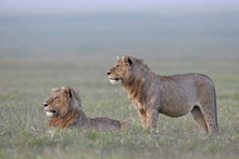Two Young Male Lions (Panthera Leo), Ngorongoro Crater, Tanzania