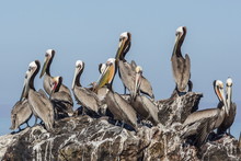Brown Pelicans (Pelecanus Occidentalis) In Breeding Plumage At Isla Rasita, Baja California, Mexico