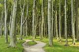 Fototapeta Fototapeta las, drzewa - Gespensterwald (ghost forest) near Nienhagen, Baltic Sea, Mecklenburg-Vorpommern, Germany