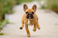 Running French Bulldog Puppy