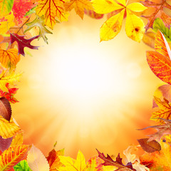 Wall Mural - autumn frame with falling leaves