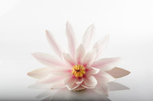 Pink Water Lily Isolated