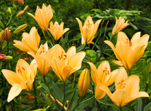 Bright Orange Bush Of Lily