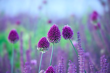 Chive Herb Flowers - Allium Sphaerocephalon On Beautiful  Backgr