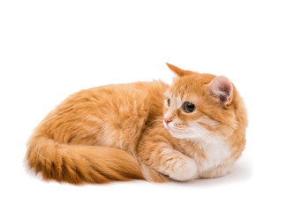  red cat