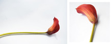 Red Calla On A White Background