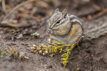 An Adult Golden-mantled Ground Squirrel (Callospermophilus Lateralis), Feeding In Yellowstone National Park, Wyoming 