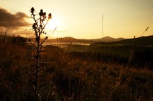 Tall Thistle, Dry Grass Silhouette , Long Stalks Sunrise Meadow