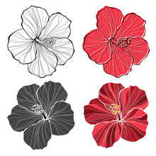 Hibiscus. Vector Set Of  Hibiscus Flowers  Isolated.