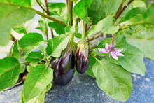 Eggplants Ripen At Organic Farm