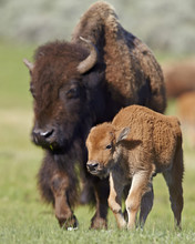 Bison (Bison Bison) Cow And Calf In The Spring, Yellowstone National Park, Wyoming
