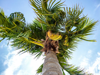 Wall Mural - coconuts and twist leaves