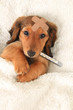 Sick puppy with band aid and thermometer