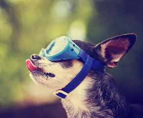 Wall Mural -  a cute chihuahua wearing goggles and sitting outside during sum