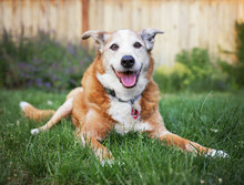 A Senior Dog Laying In The Grass In A Backyard Smiling At The Ca