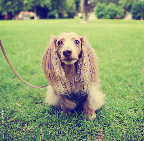 A Miniature Long Haired Dachshund With Isabella Coloring Sitting
