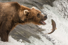 Brown Bear About To Catch A Salmon
