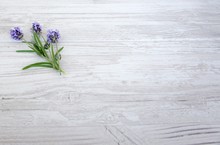 Lavendel, Lavandula Officinalis, Heilkräuter,