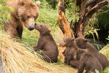 four bear cubs greet mother beside tree