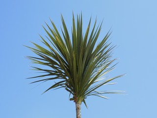 Palm tree and blue sky