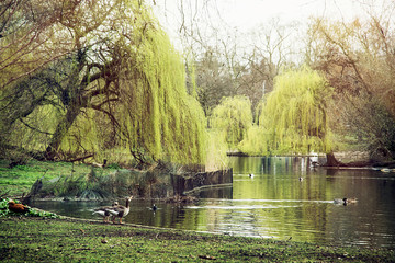 St. james's park scene, London