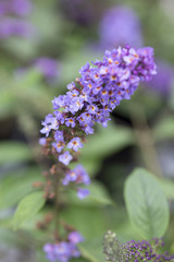 Canvas Print - Butterfly Bush - Lo & Behold - Blue Chip Jr.