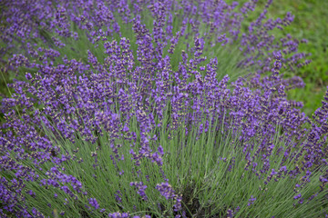 Canvas Print - Lavender