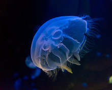 Moon Jellyfish  In An Aquarium