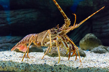 Colourful Tropical Rock Lobster Under Water