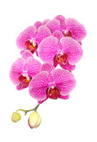 Fototapeta Storczyk - Pink streaked orchid flower, isolated