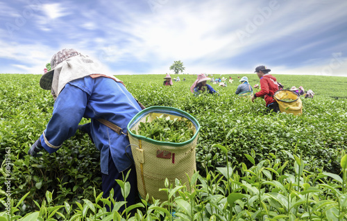 Fotografía Crowd of tea picker picking tea leaf on plantation, Chiang Rai, Thailand