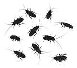 Fototapeta Most - Set of black silhouette cockroach with detail, isolated on white
