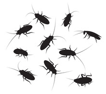 Set Of Black Silhouette Cockroach With Detail, Isolated On White