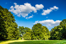 Park With Green Grass, Trees And Deep Blue Sky