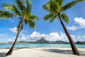 Wall Mural - palmenstrand im urlaub