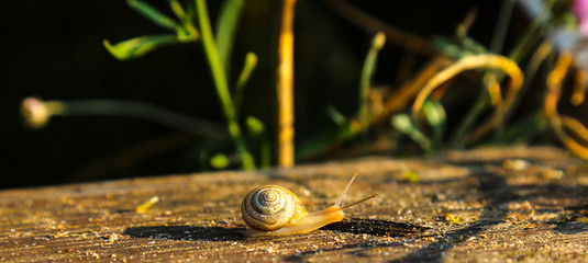 snail nature