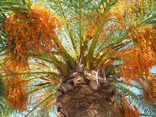 Head Of A Tropical Date Palm
