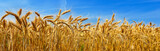 Fototapeta  - Wheat