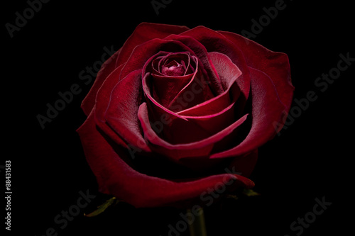 Naklejka na szybę Makro czerwonej róży