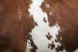 © ahavelaar - side of cow with red and white hide