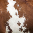 © ahavelaar - side of cow with red and white hide